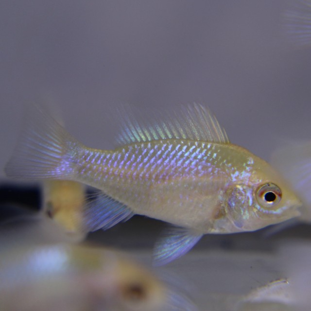 Apist.ramirezi platinum M